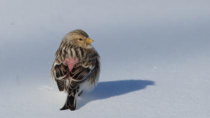 Sarıgagalı ketenkuşu