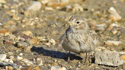 Akdeniz çorak toygarı