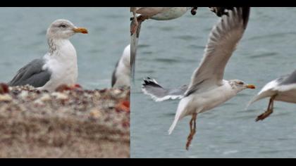Kuzey gümüş martı