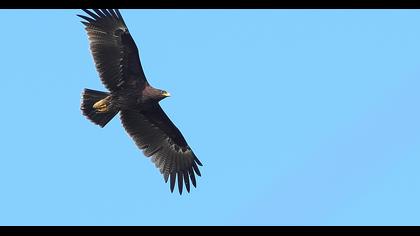 Büyük orman kartalı