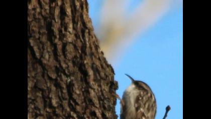 Orman tırmaşıkkuşu