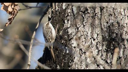 Bahçe tırmaşıkkuşu