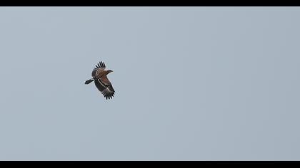 Küçük orman kartalı