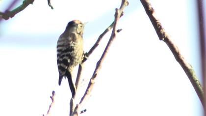 Küçük ağaçkakan