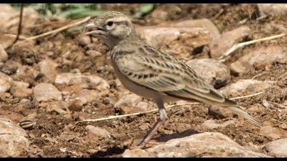 Türkistan çorak toygarı
