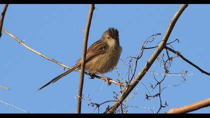 Dikkuyruklu ötleğen