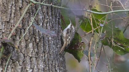 Bahçe tırmaşıkkuşu