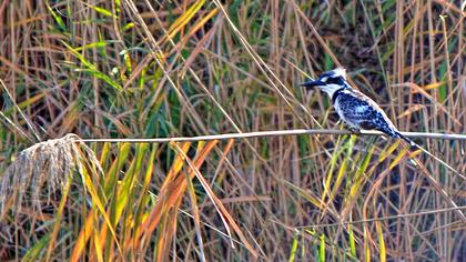 Alaca yalıçapkını