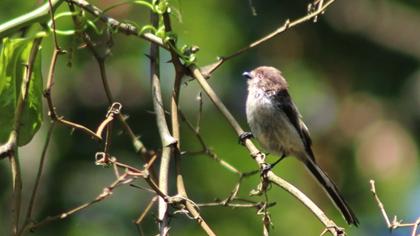 Uzunkuyruklu baştankara