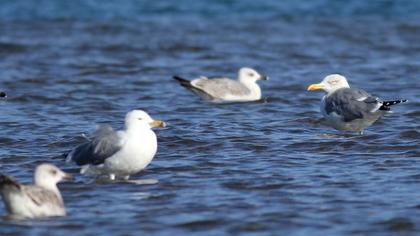 Kuzey gümüş martı