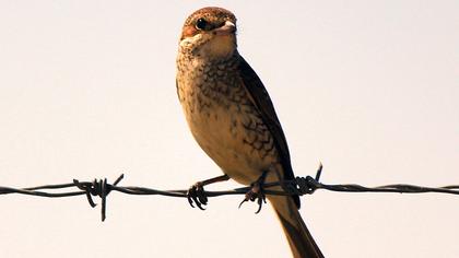 Kızılsırtlı örümcekkuşu