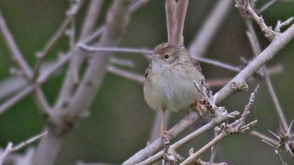 Dikkuyruklu ötleğen