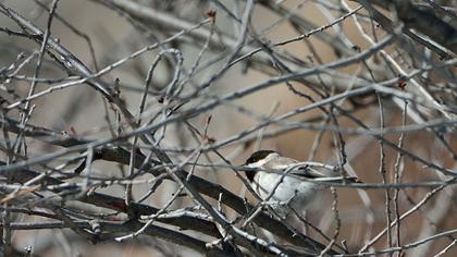 Akyanaklı baştankara