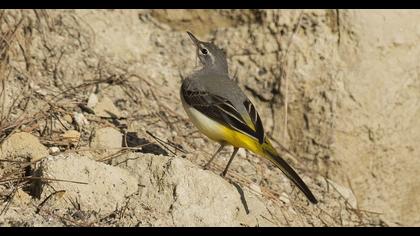 Dağ kuyruksallayanı