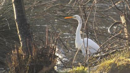 Büyük ak balıkçıl