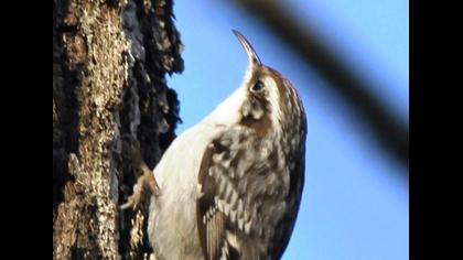 Orman tırmaşıkkuşu