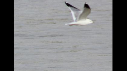 Küçük gümüş martı