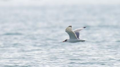 Büyük karabaş martı