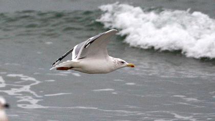 Kuzey gümüş martı