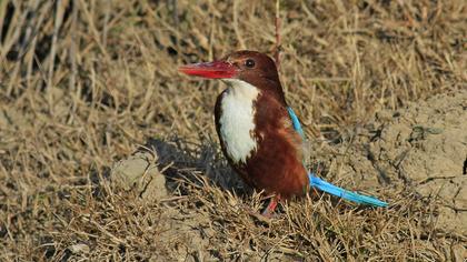 İzmir yalıçapkını