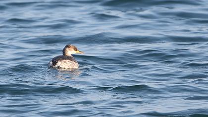 Kızılboyunlu batağan