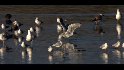 Kuzey gümüş martı