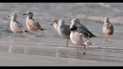 Büyük karabaş martı