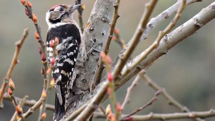 Küçük ağaçkakan