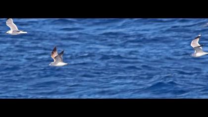 Küçük gümüş martı