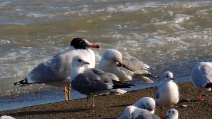 Büyük karabaş martı