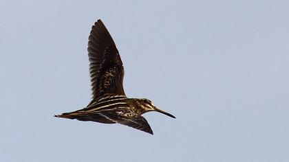 Küçük suçulluğu