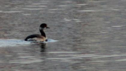 Karaboyunlu batağan