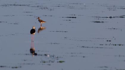 Orman düdükçünü