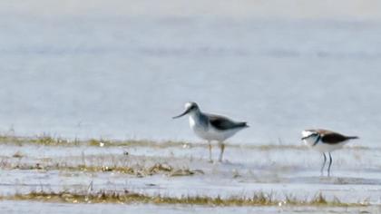 Terek düdükçünü