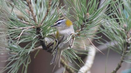 Sürmeli çalıkuşu
