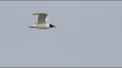 Büyük karabaş martı