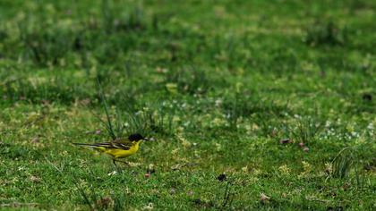 Sarı kuyruksallayan