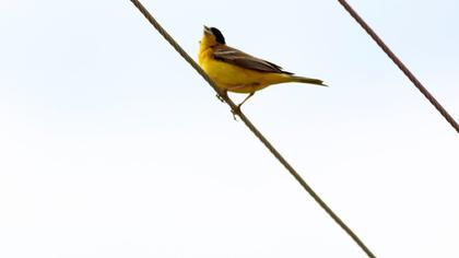 Karabaşlı kirazkuşu