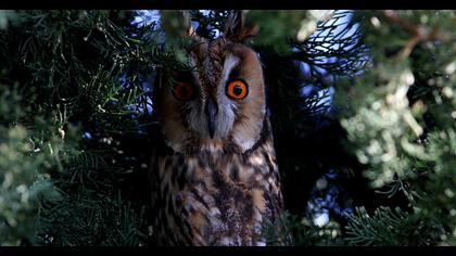 Kulaklı orman baykuşu