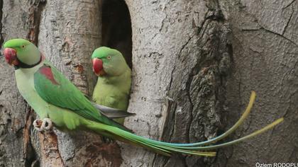 İskender papağanı