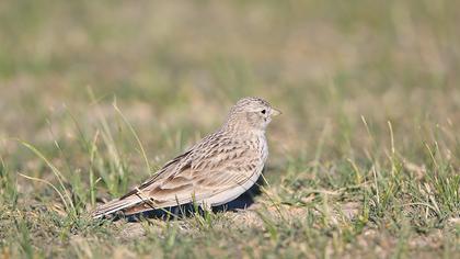 Türkistan çorak toygarı