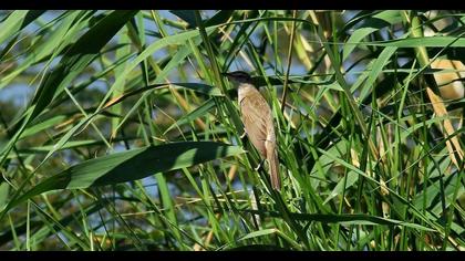 Büyük kamışçın