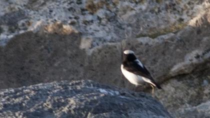 Aksırtlı kuyrukkakan