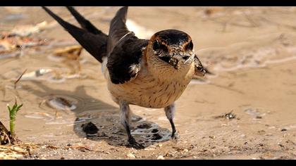 Kızıl kırlangıç