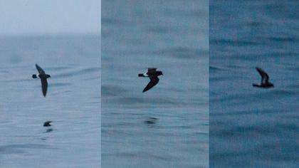 Fırtınakırlangıcı