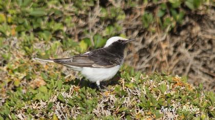 Keşiş kuyrukkakanı