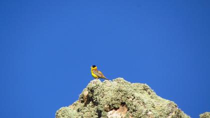 Karabaşlı kirazkuşu