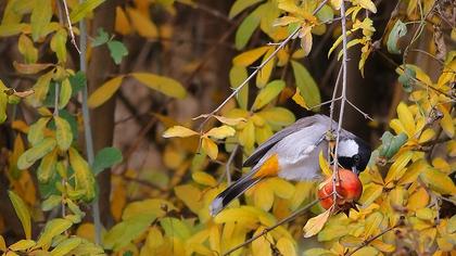 Akyanaklı arapbülbülü
