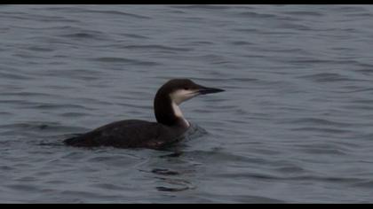 Karagerdanlı dalgıç