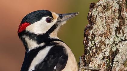 Orman alaca ağaçkakanı